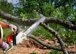 Bar Nunn, WY Tree Services Company